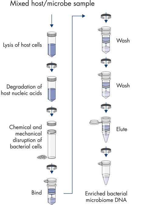 dna isolation kit|qiagen dna extraction kit protocol.